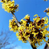 25 American WITCH HAZEL Hamamelis Virginiana Alder Shrub Tree Yellow Flower Seeds