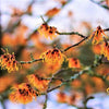 25 American WITCH HAZEL Hamamelis Virginiana Alder Shrub Tree Yellow Flower Seeds