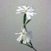 10 AFRICAN DREAM ROOT Silene Undulata Xhosa Herb White Ways Campion Flower Seeds