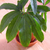 10 Fan-Leaf Chinese GREEN DRAGON Arum Pinellia Pedatisecta Houseplant Shade Flower Seeds