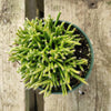 Rhipsalis cereuscula - Coral Cactus, Mistletoe Cactus