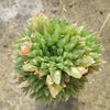 Haworthia cymbiformis 'Cathedral Window Haworthia'