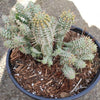 Variegated Corn Cob Cactus Euphorbia mammillaris