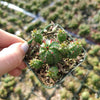 Euphorbia monstrose