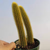 Cleistocactus winteri Golden Rat Tail