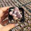 Graptopetalum amethystinum - Lavender Pebbles
