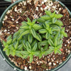Peperomia axillaris