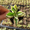 Plectranthus neochilus Variegated 'Mike's Fuzzy Wuzzy'