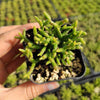 Rhipsalis cereuscula - Coral Cactus, Mistletoe Cactus