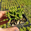 Rhipsalis cereuscula - Coral Cactus, Mistletoe Cactus