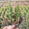 Opuntia monacantha variegata - Variegated Joseph's Coat