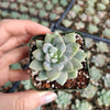 Sedeveria 'Lilac Mist'