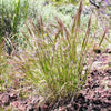 300 Bottlebrush SQUIRRELTAIL RYE GRASS Elymus Elymoides syn Sitanion Hystrix Red Plume Squirrel Tail Ornamental Seeds
