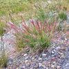 300 Bottlebrush SQUIRRELTAIL RYE GRASS Elymus Elymoides syn Sitanion Hystrix Red Plume Squirrel Tail Ornamental Seeds