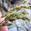 500 MUTTONGRASS Poa Fendleriana Eragrostis Mutton Grass Bluegrass Native Seeds
