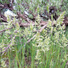 500 MUTTONGRASS Poa Fendleriana Eragrostis Mutton Grass Bluegrass Native Seeds