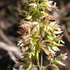 500 MUTTONGRASS Poa Fendleriana Eragrostis Mutton Grass Bluegrass Native Seeds