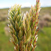 500 MUTTONGRASS Poa Fendleriana Eragrostis Mutton Grass Bluegrass Native Seeds