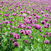 250 AFGHAN Blue POPPY Mixed Colors Papaver Somniferum Pink Purple White Flower Seeds