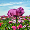 250 AFGHAN Blue POPPY Mixed Colors Papaver Somniferum Pink Purple White Flower Seeds