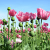 250 AFGHAN Blue POPPY Mixed Colors Papaver Somniferum Pink Purple White Flower Seeds