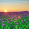 250 AFGHAN Blue POPPY Mixed Colors Papaver Somniferum Pink Purple White Flower Seeds