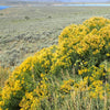 100 RUBBER RABBITBRUSH Chamisa Ericameria Nauseosa Native Desert Shrub Yellow Flower Seeds