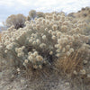 100 RUBBER RABBITBRUSH Chamisa Ericameria Nauseosa Native Desert Shrub Yellow Flower Seeds