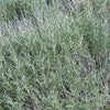 100 RUBBER RABBITBRUSH Chamisa Ericameria Nauseosa Native Desert Shrub Yellow Flower Seeds