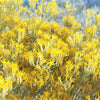 100 RUBBER RABBITBRUSH Chamisa Ericameria Nauseosa Native Desert Shrub Yellow Flower Seeds
