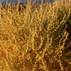 100 FOURWING SALTBRUSH Atriplex Canescens Gray Sage Brush Chamiso Desert Shrub Seeds