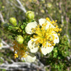 40 STANSBURY CLIFFROSE Purshia Stansburiana Cliff Rose Native Desert Shrub White & Yellow Flower Seeds