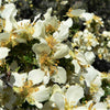 40 STANSBURY CLIFFROSE Purshia Stansburiana Cliff Rose Native Desert Shrub White & Yellow Flower Seeds