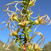 40 STANSBURY CLIFFROSE Purshia Stansburiana Cliff Rose Native Desert Shrub White & Yellow Flower Seeds