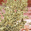 40 STANSBURY CLIFFROSE Purshia Stansburiana Cliff Rose Native Desert Shrub White & Yellow Flower Seeds
