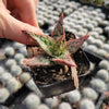 Aloe 'Pink Blush'