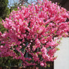 10 FLOWERING ALMOND Prunus Triloba aka Flowering Plum & Rose Tree Fragrant Double Pink Flower Shrub Seeds
