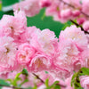 10 FLOWERING ALMOND Prunus Triloba aka Flowering Plum & Rose Tree Fragrant Double Pink Flower Shrub Seeds