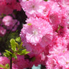 10 FLOWERING ALMOND Prunus Triloba aka Flowering Plum & Rose Tree Fragrant Double Pink Flower Shrub Seeds
