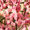 10 FLOWERING ALMOND Prunus Triloba aka Flowering Plum & Rose Tree Fragrant Double Pink Flower Shrub Seeds