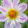 50 MIXED COLLARETTE DAHLIA Variabilis Two Tone Mix of Red Pink Purple White Yellow Maroon Peach Flower Seeds