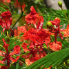 10 RED BIRD Of PARADISE Caesalpinia Pulcherrima aka Pride of Barbados, Dwarf Poinciana, Peacock Flower Seeds
