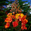 10 RED BIRD Of PARADISE Caesalpinia Pulcherrima aka Pride of Barbados, Dwarf Poinciana, Peacock Flower Seeds