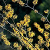 25 American WITCH HAZEL Hamamelis Virginiana Alder Shrub Tree Yellow Flower Seeds