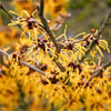 25 American WITCH HAZEL Hamamelis Virginiana Alder Shrub Tree Yellow Flower Seeds