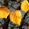 25 American WITCH HAZEL Hamamelis Virginiana Alder Shrub Tree Yellow Flower Seeds