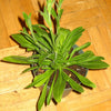 10 AFRICAN DREAM ROOT Silene Undulata Xhosa Herb White Ways Campion Flower Seeds