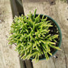 Rhipsalis cereuscula - Coral Cactus, Mistletoe Cactus