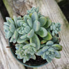 Sedum clavatum