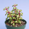 Portulacaria afra 'Elephant Bush'